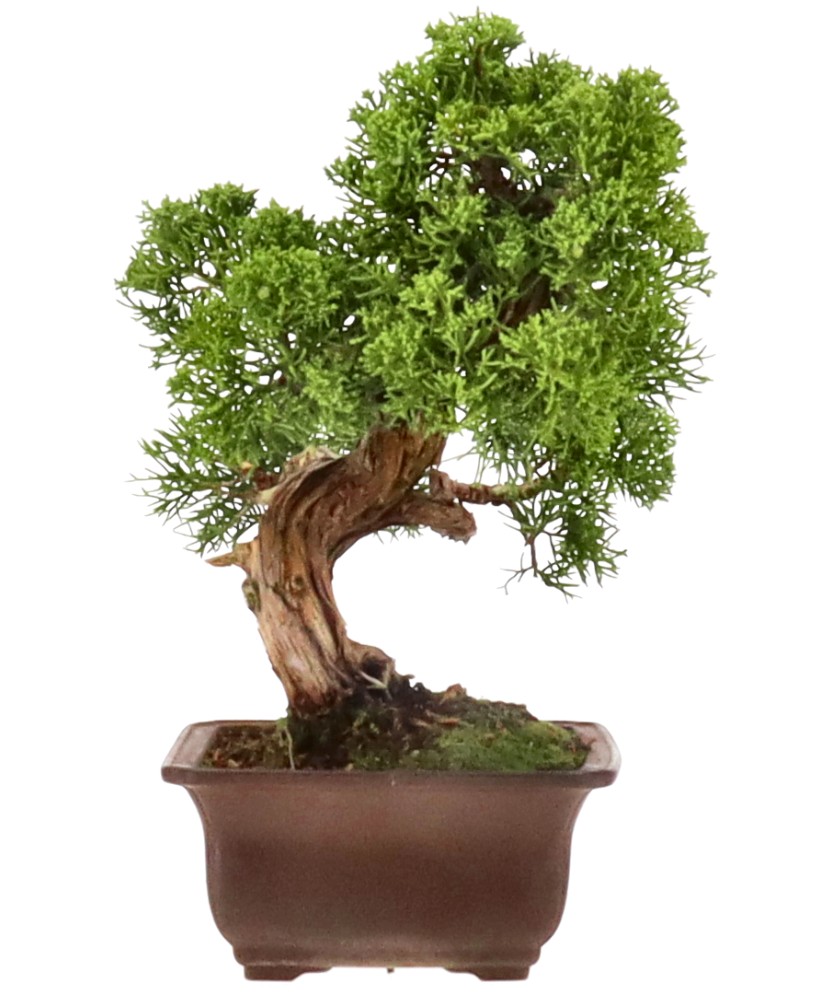 bonsai.fallbackImageTitle bonsai.fallbackImageTitle