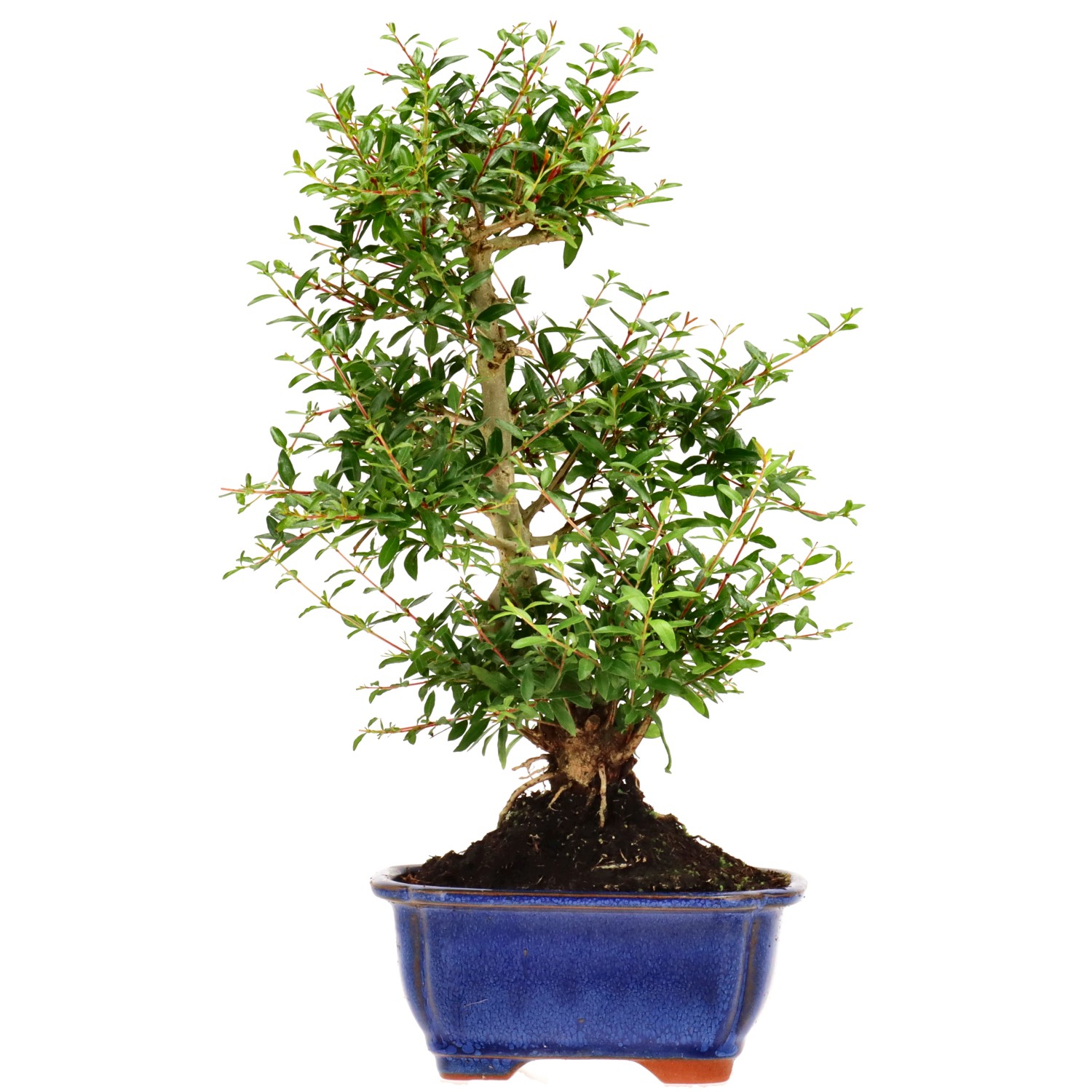 Grenadier commun, env. 9 ans (33 cm)