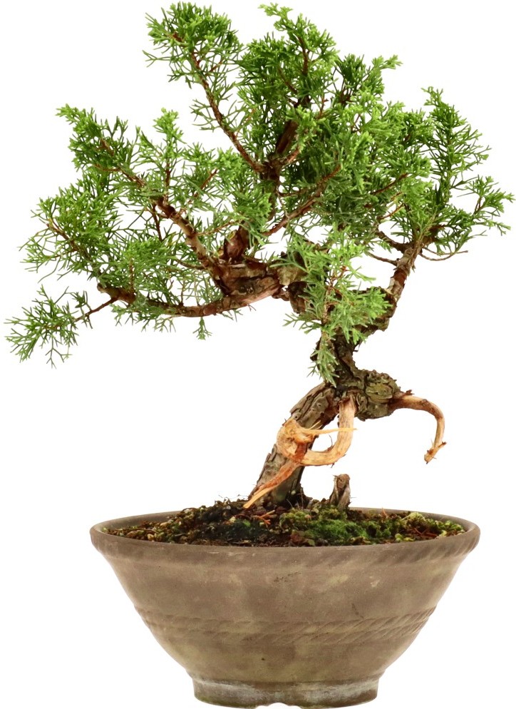 [R010] Chinese juniper, approx. 18 years