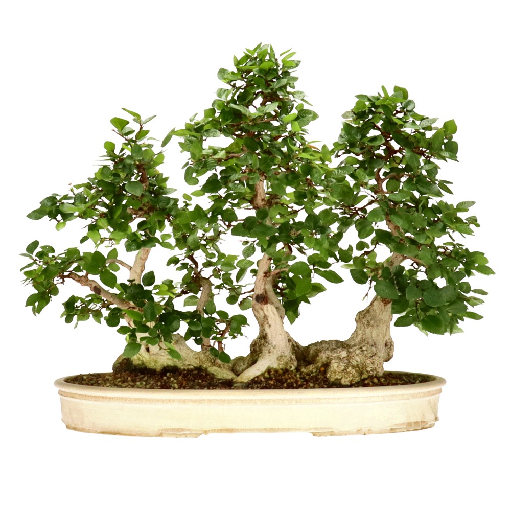 bonsai.fallbackImageTitle