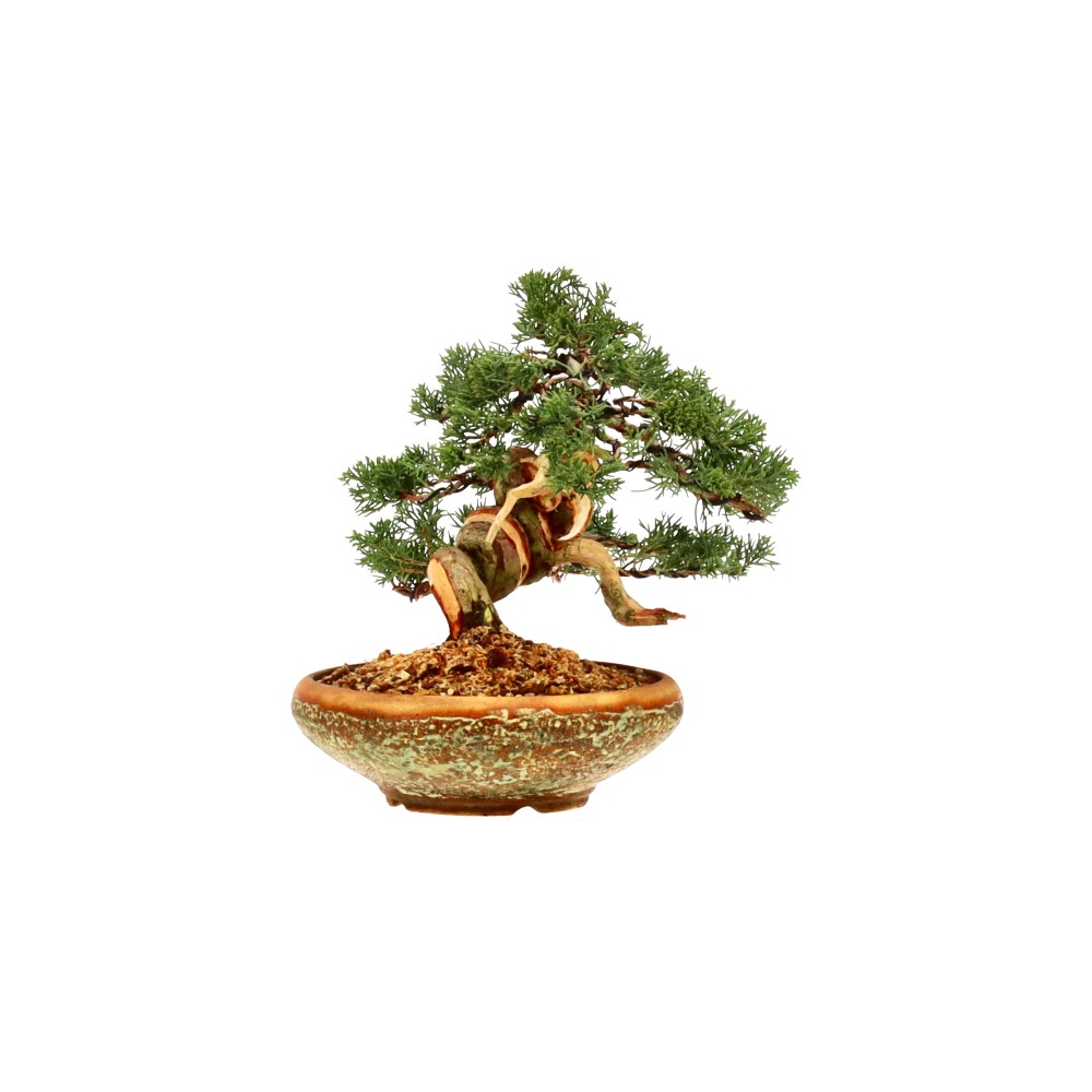 bonsai.fallbackImageTitle bonsai.fallbackImageTitle
