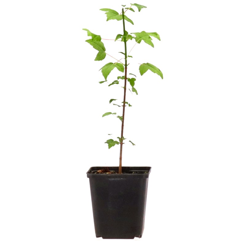 Acero tridente, ca. 2 anni (15-35 cm)