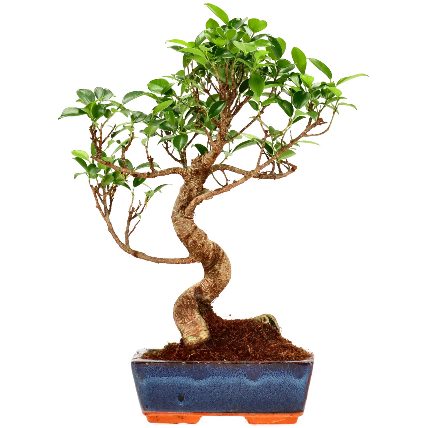 Ficus Retusa, ca. 9 anni (33 cm)