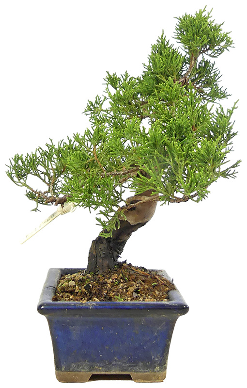 bonsai.fallbackImageTitle bonsai.fallbackImageTitle