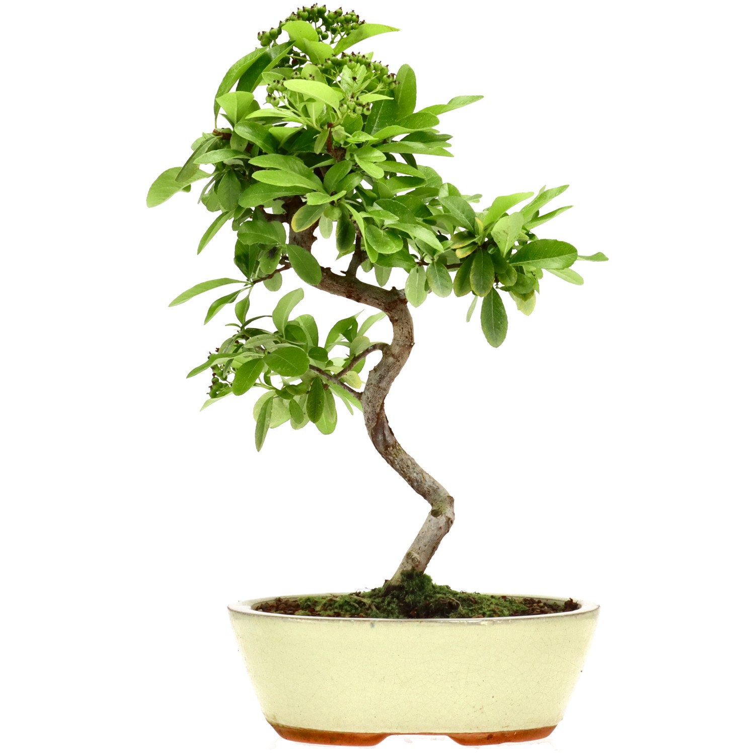 Pyracantha coccinea, env. 7 ans (30 cm)