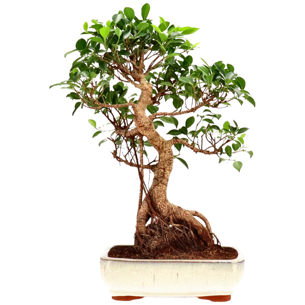 bonsai.fallbackImageTitle