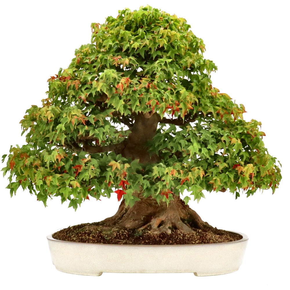 Dreispitzahorn, ca. 75 J. (59 cm) Dreispitzahorn, ca. 75 J. (59 cm)