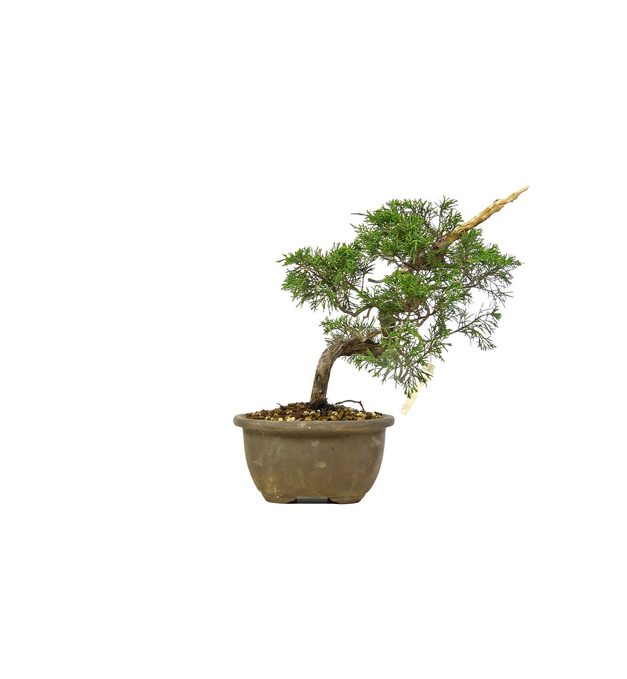 bonsai.fallbackImageTitle bonsai.fallbackImageTitle