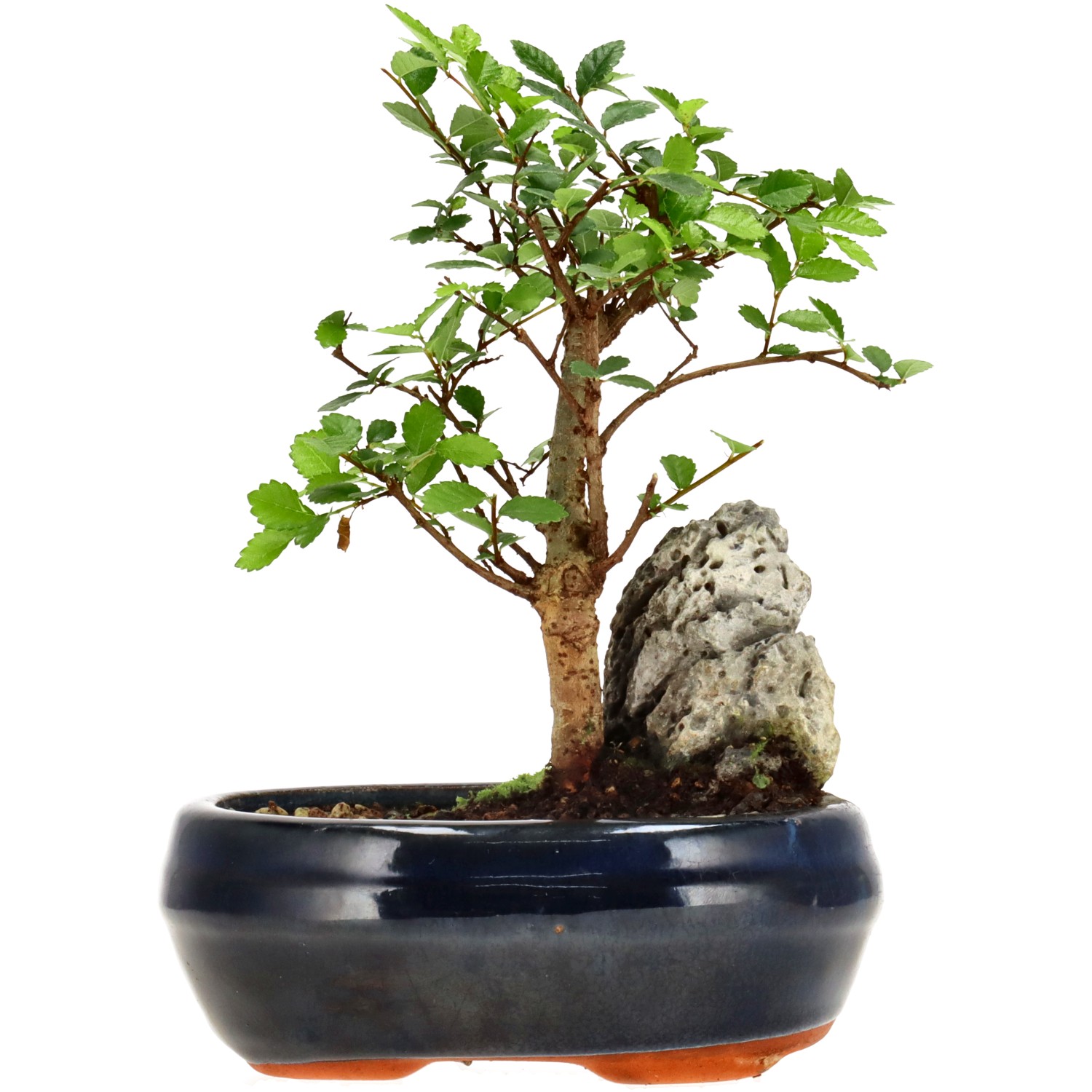 Orme de Chine, env. 6 ans (16 cm)