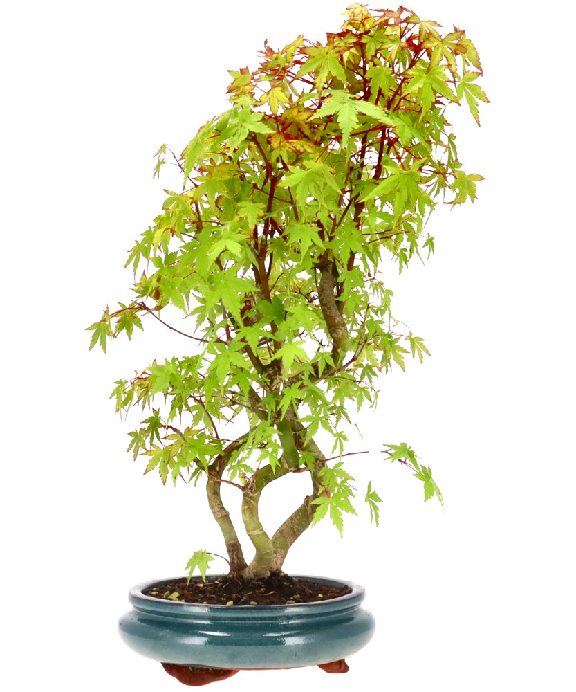 bonsai.fallbackImageTitle bonsai.fallbackImageTitle