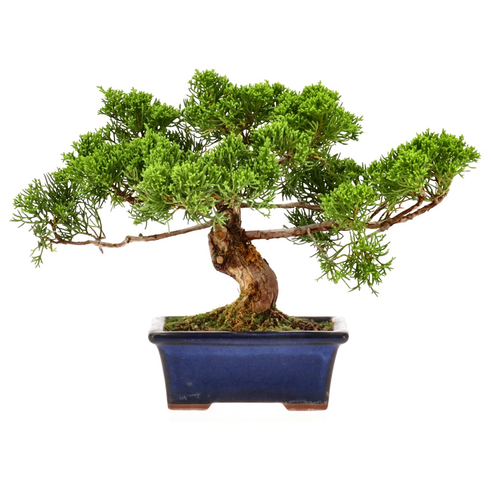 bonsai.fallbackImageTitle