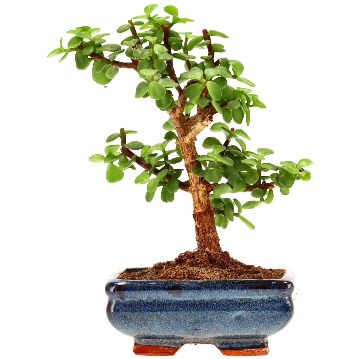 Árbol de la abundancia, aprox. 7 años (20 cm)