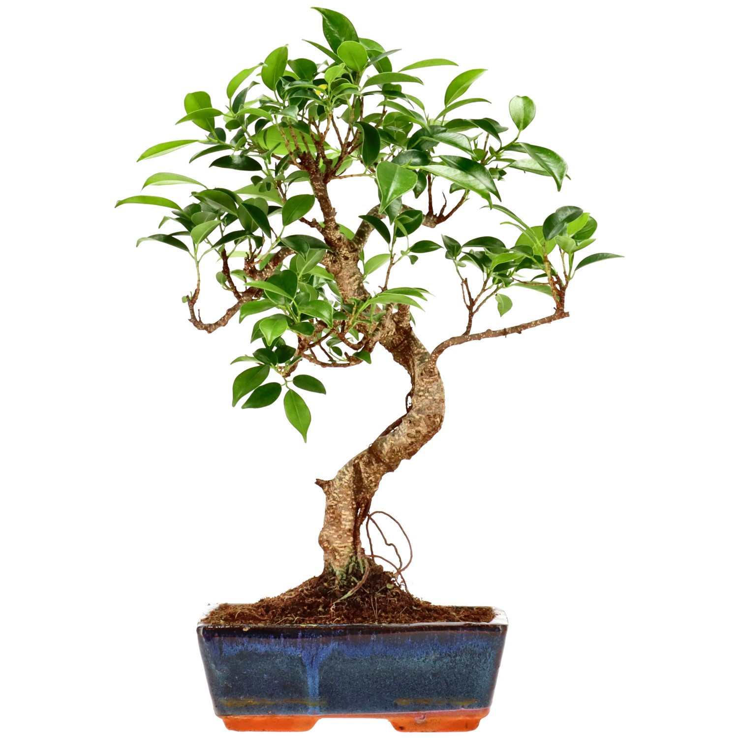 Ficus Retusa, ca. 9 anni (33 cm)