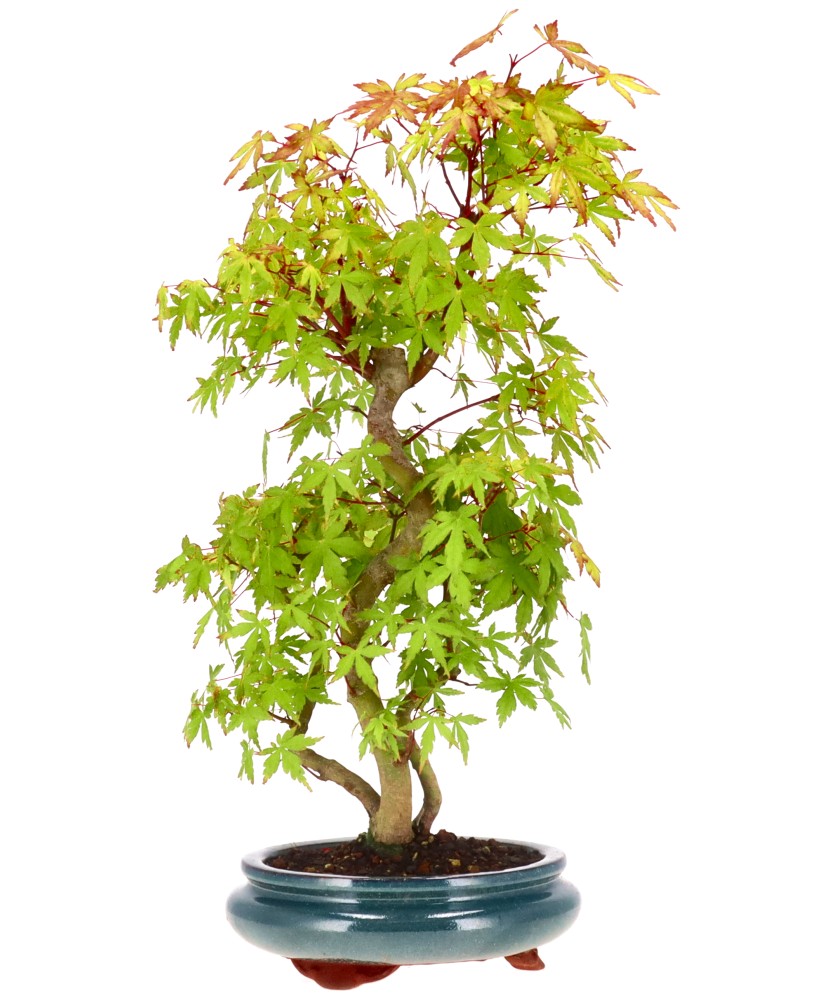 bonsai.fallbackImageTitle bonsai.fallbackImageTitle