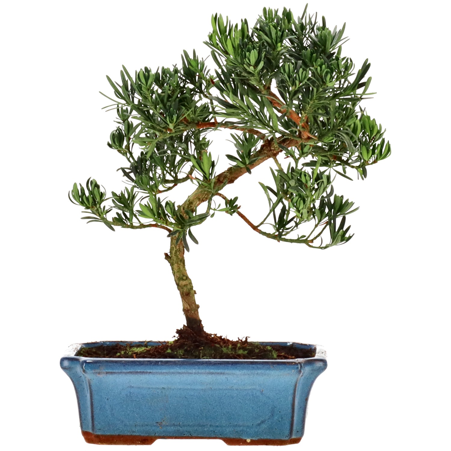 Chin. Steineibe, ca. 12 J. (28 cm)