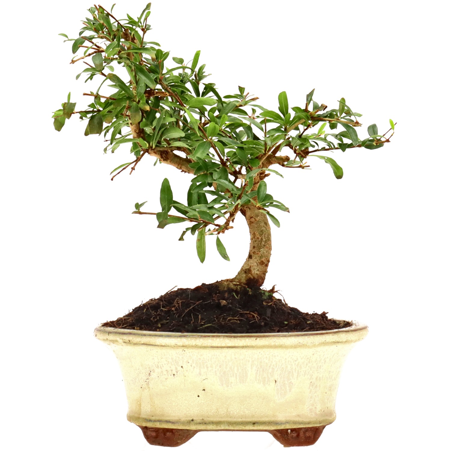 Granatapfel, ca. 7 J. (16 cm)