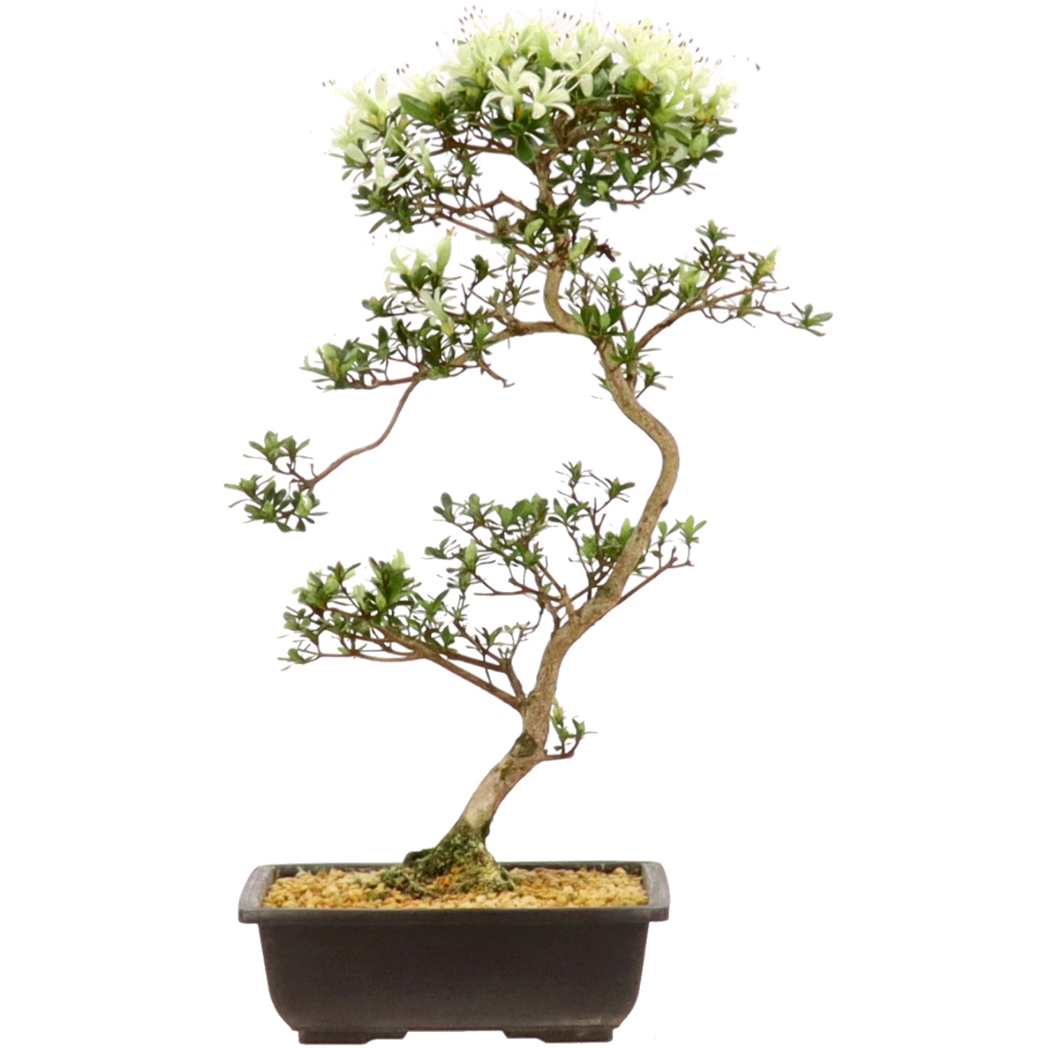Jap. Azalee, ca. 12 J. (47 cm)