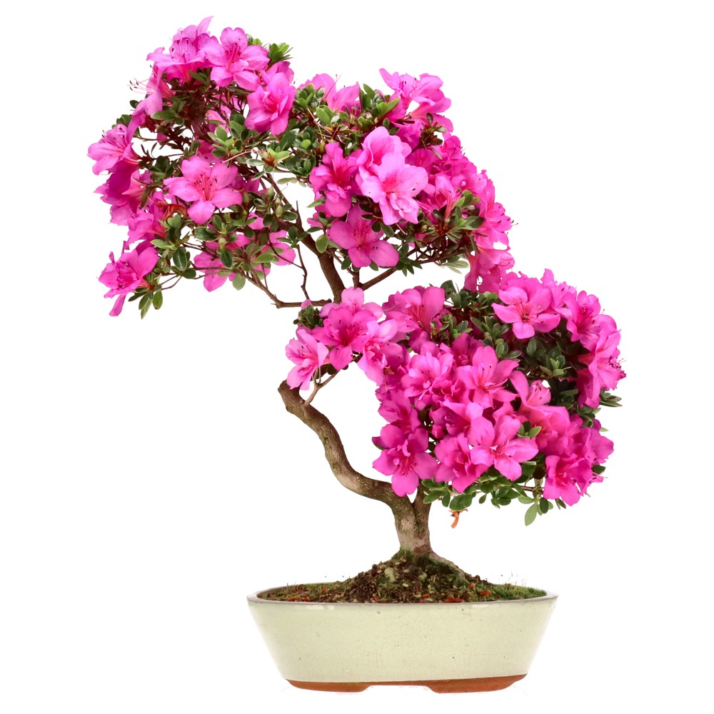 Azalée japonaise, env. 14 ans (47 cm)