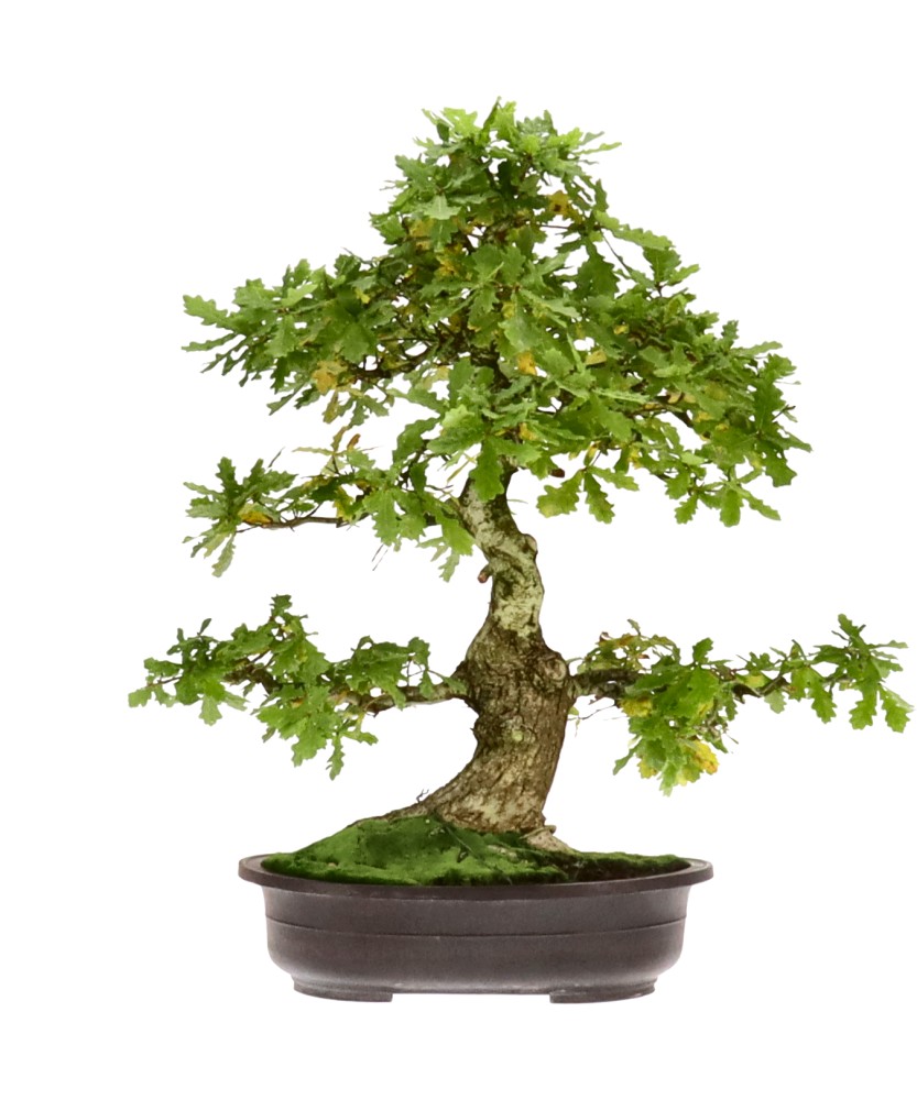Quercia, ca. 35 anni (78 cm)