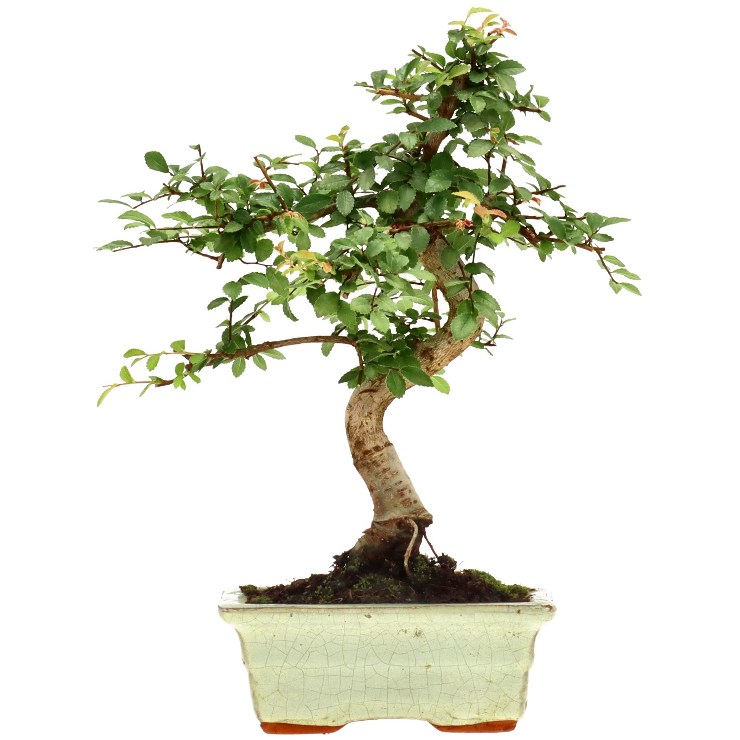 Olmo chino, aprox. 7 años (26 cm)