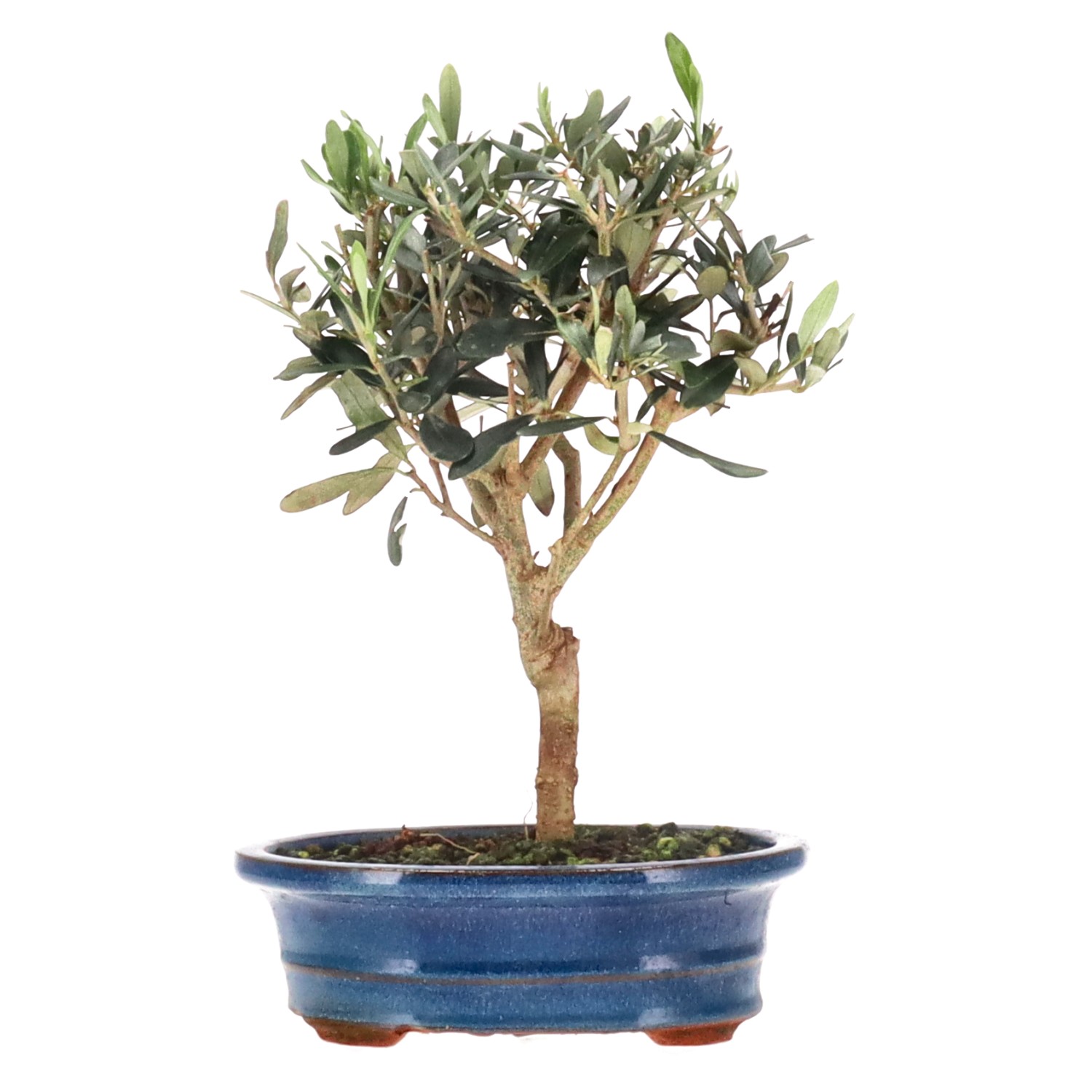 Olive, ca. 5 J. (24 cm)