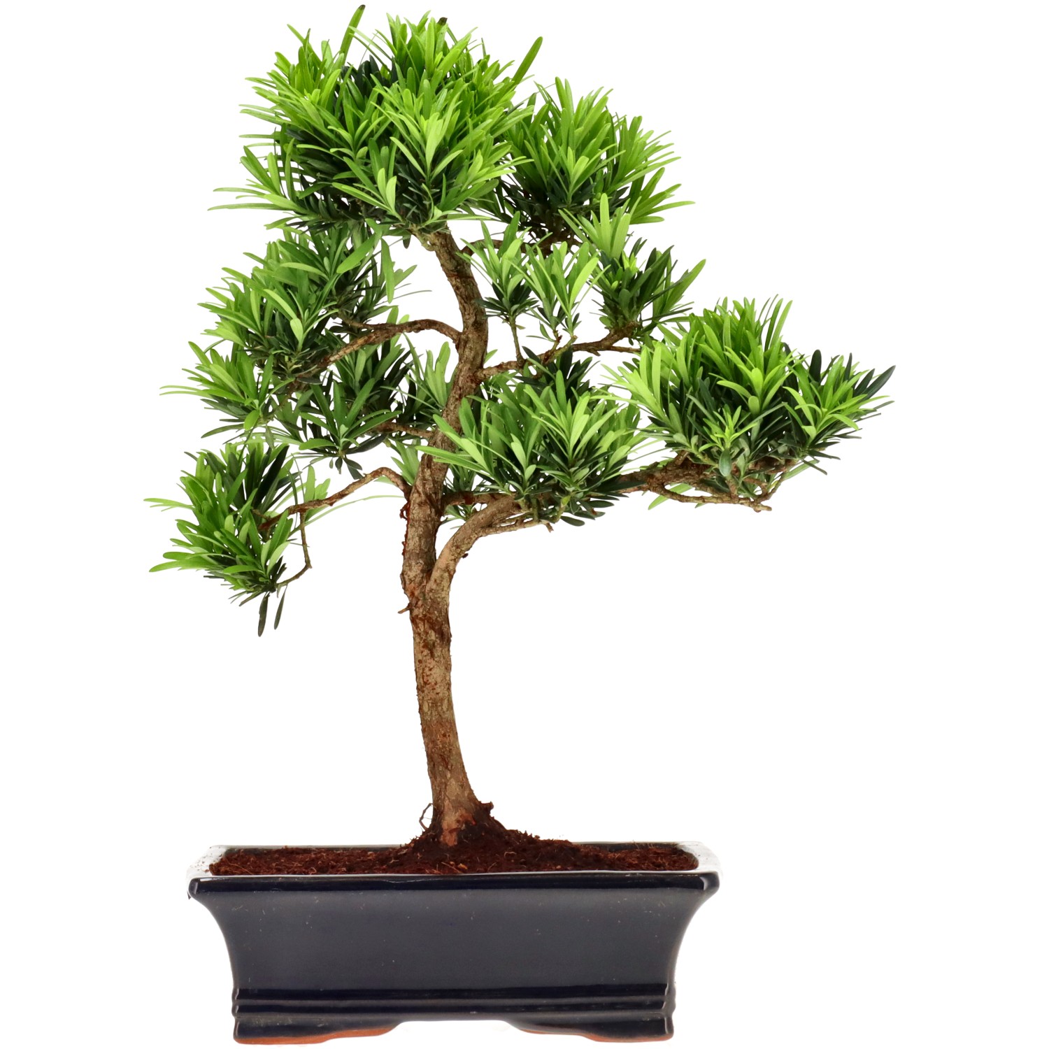 Chin. Steineibe, ca. 12 J. (39 cm)