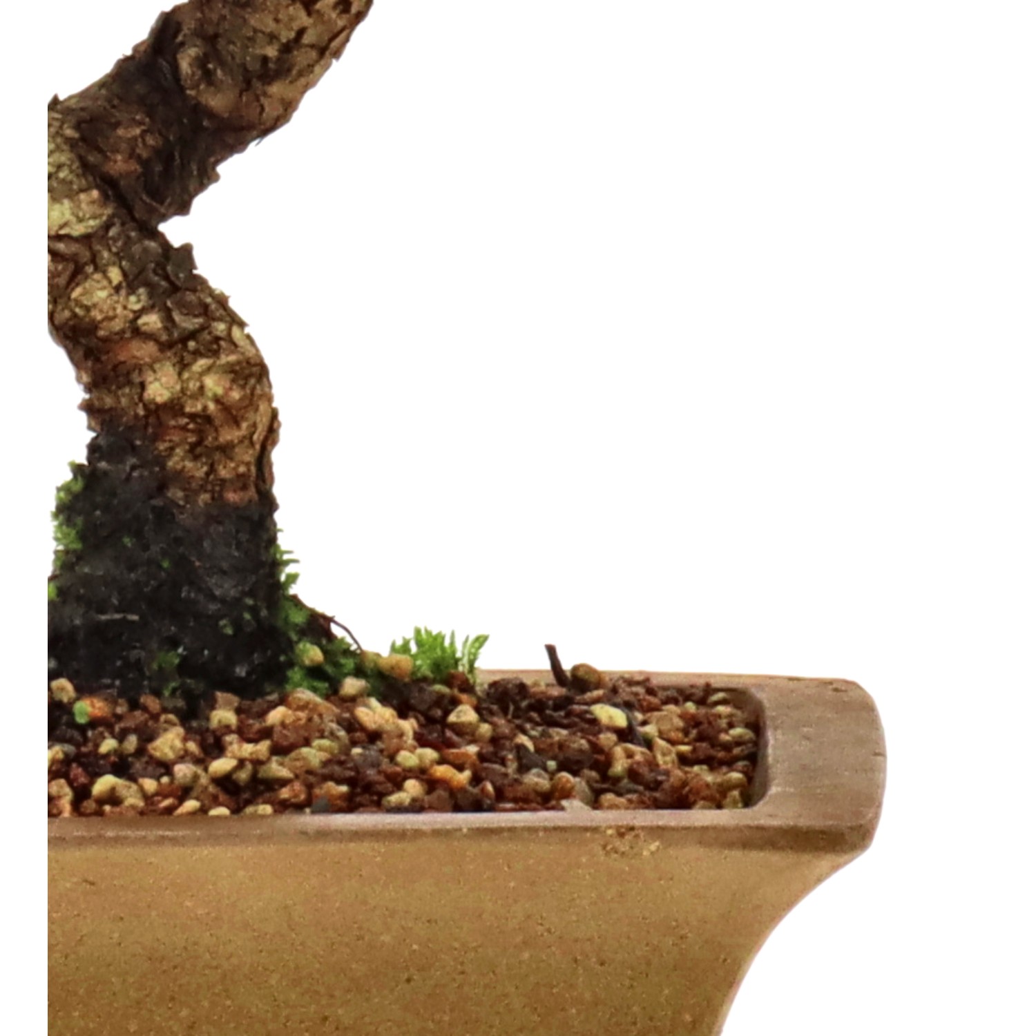 bonsai.fallbackImageTitle