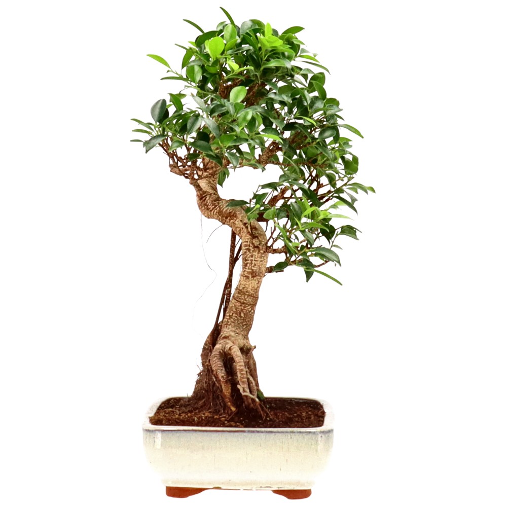 bonsai.fallbackImageTitle