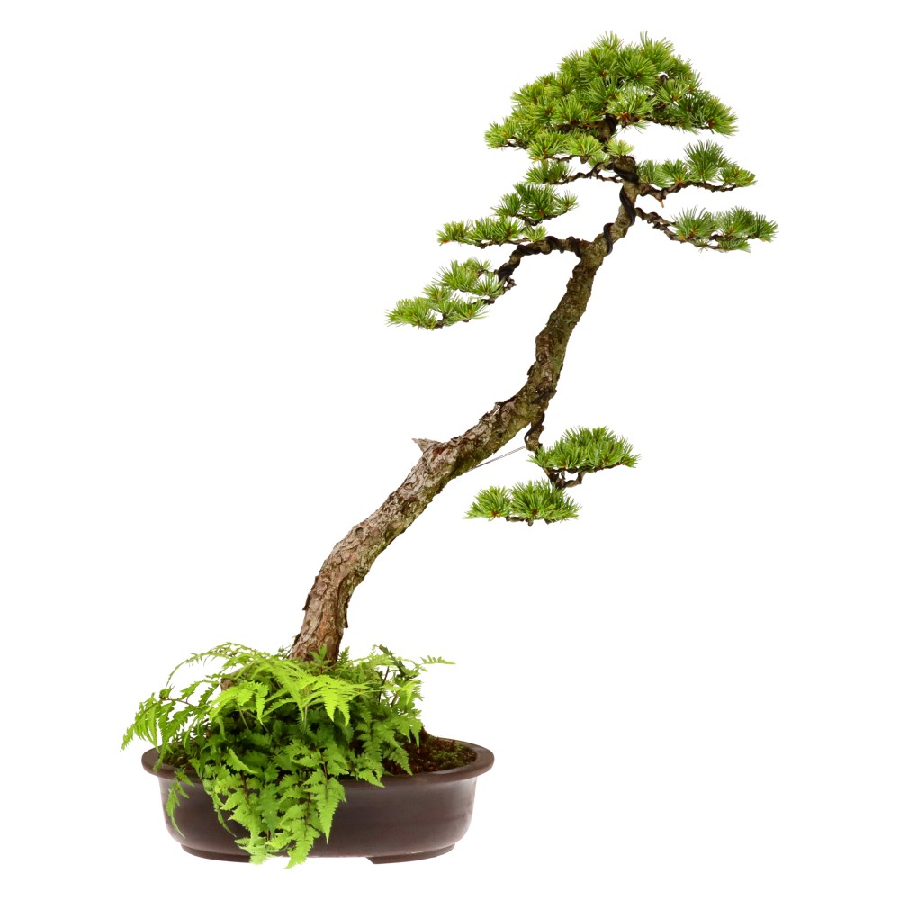 Pinus pentaphylla, aprox. 25 años (71 cm)