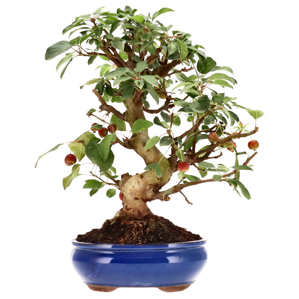 Zierapfel, ca. 17 J. (42 cm)