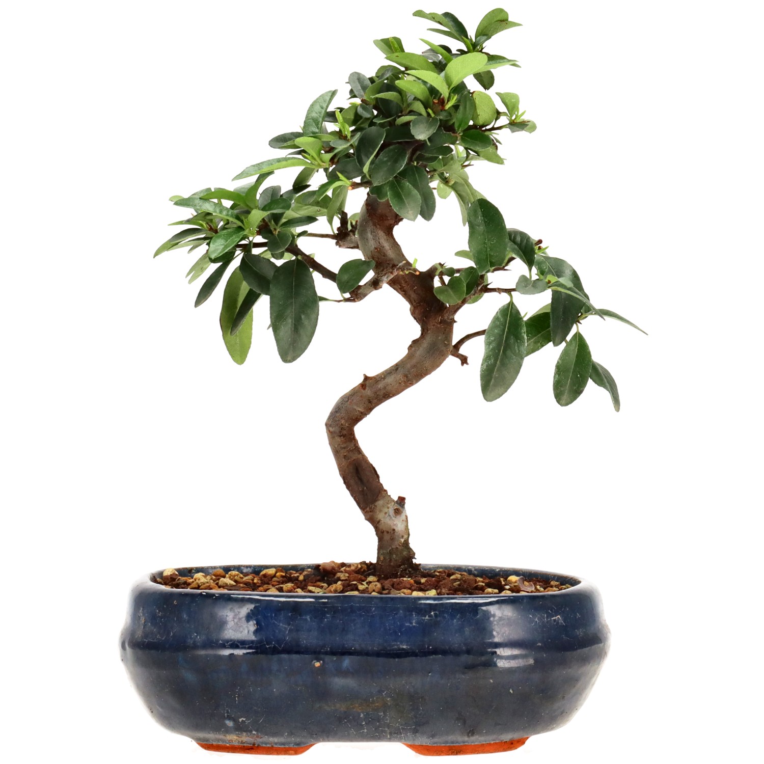 Feuerdorn, ca. 7 J. (24 cm)