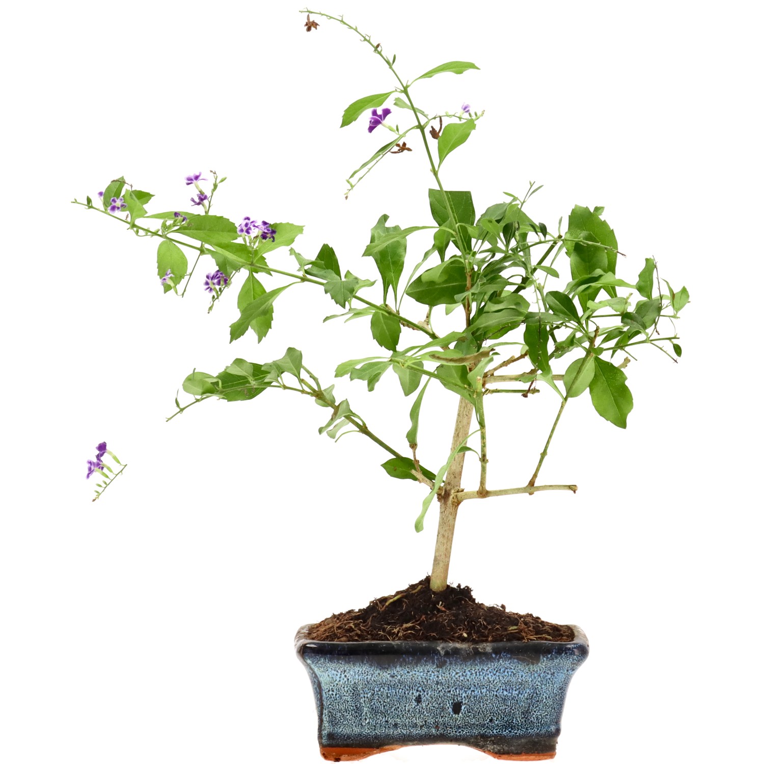 Durantha, ca. 6 J. (31 cm)