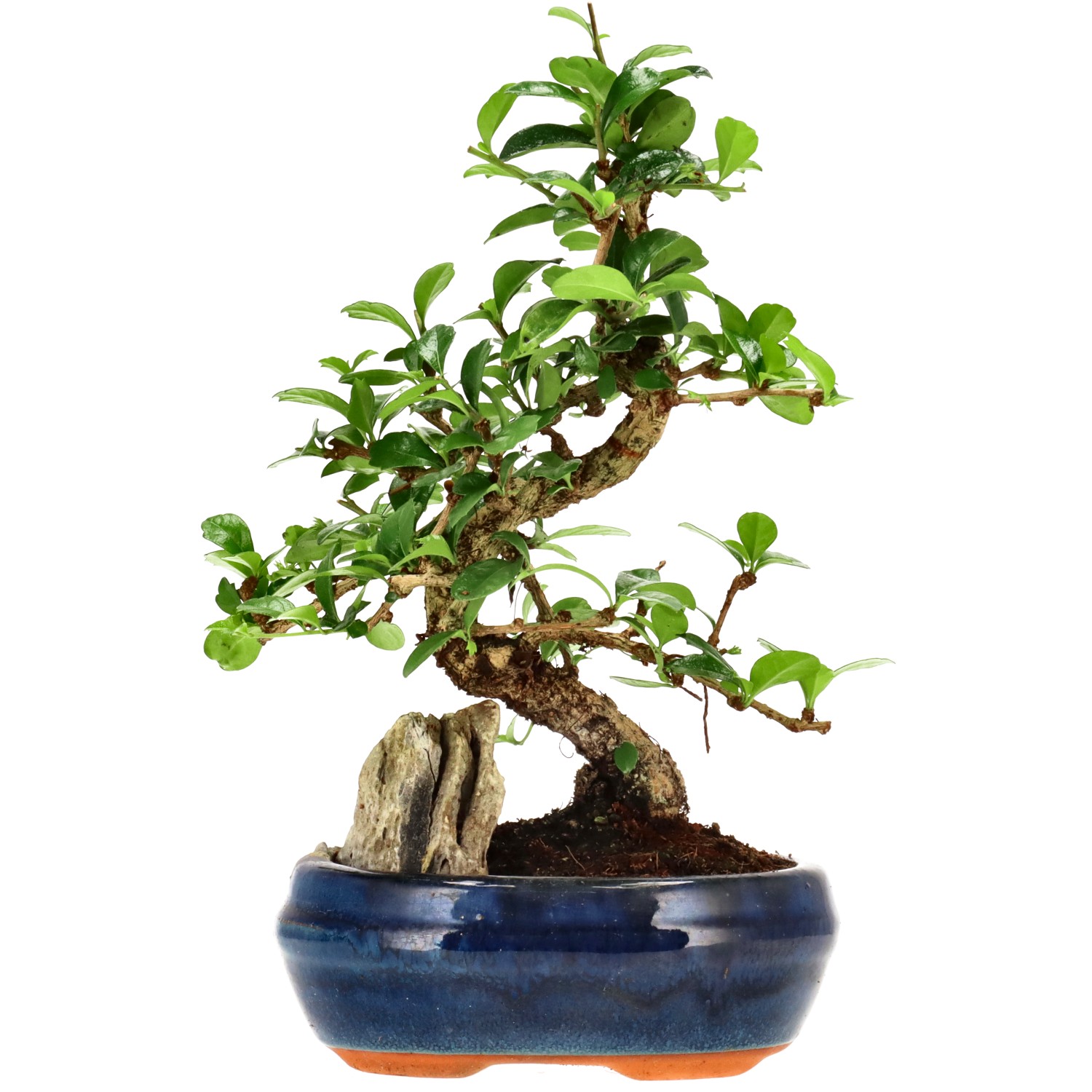 Fukien Tea, approx. 10 y. (24 cm)