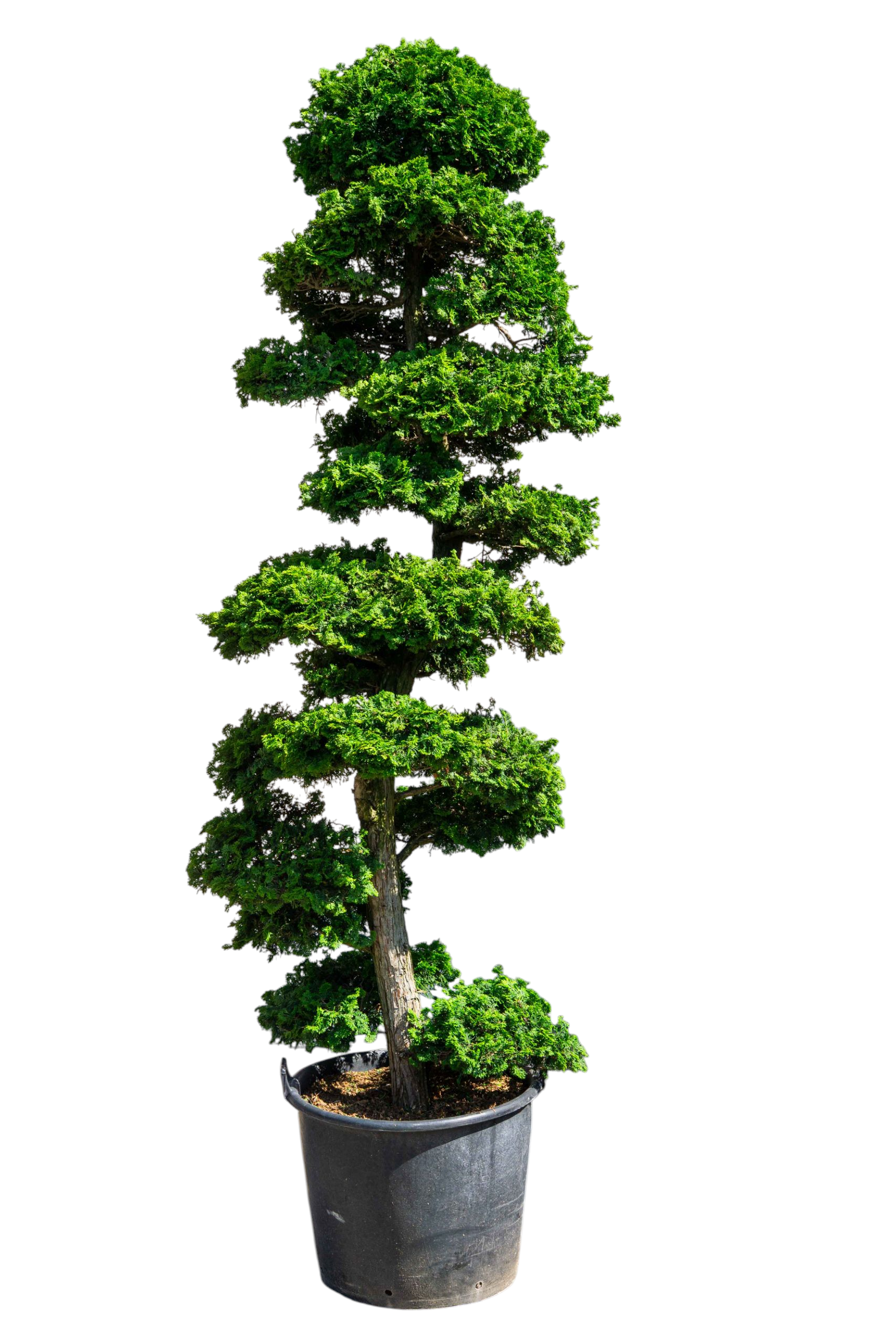 bonsai.fallbackImageTitle bonsai.fallbackImageTitle