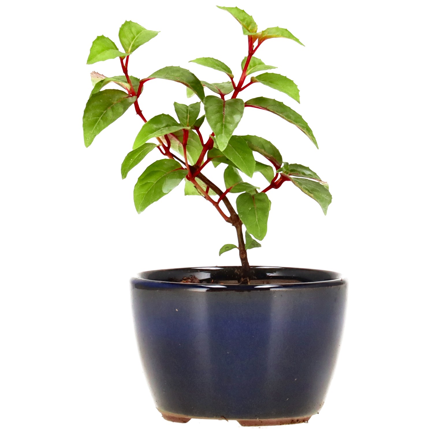 Fuchsie 'Genii', ca. 2 J. (9 cm)