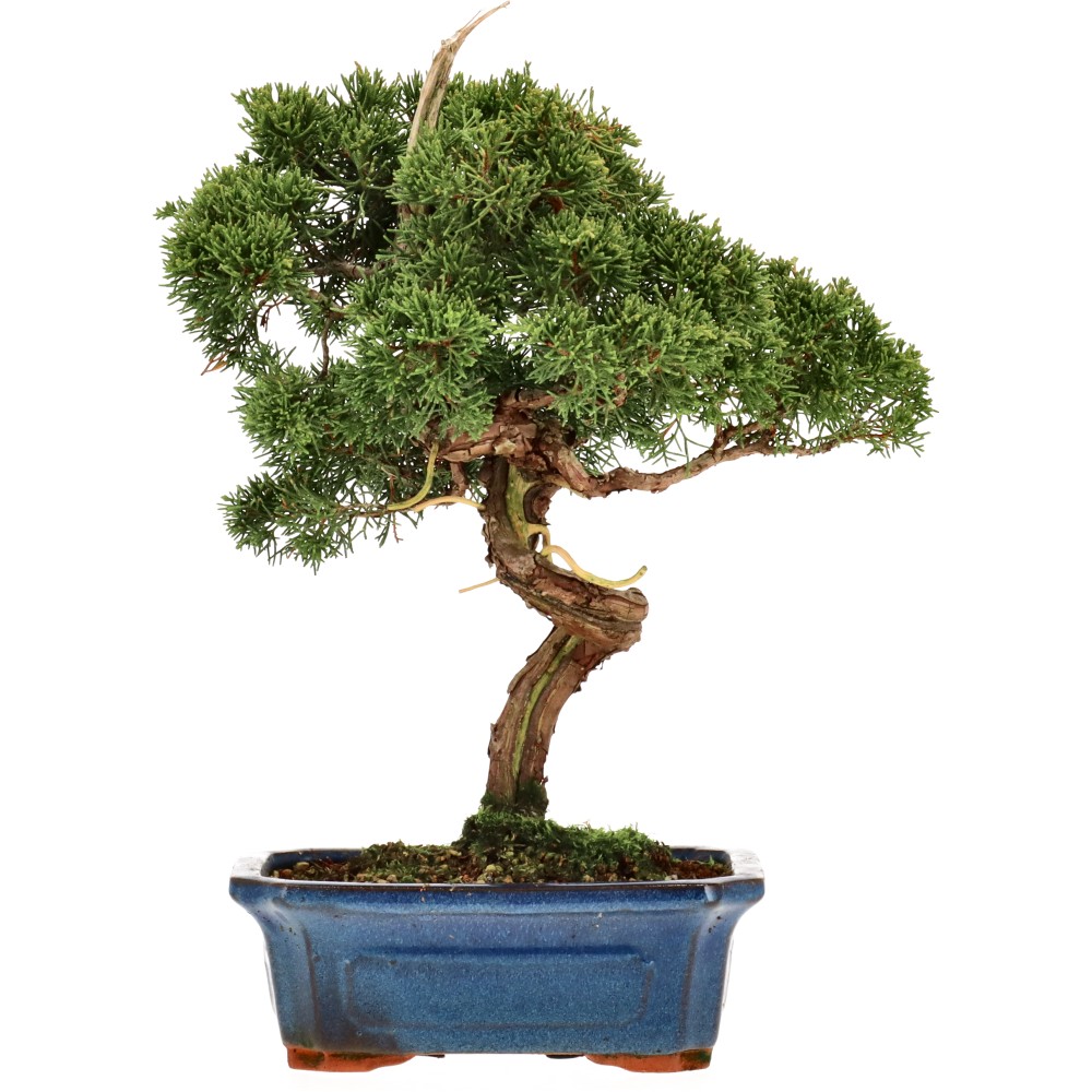 Chin. Wacholder, ca. 15 J. (33 cm)