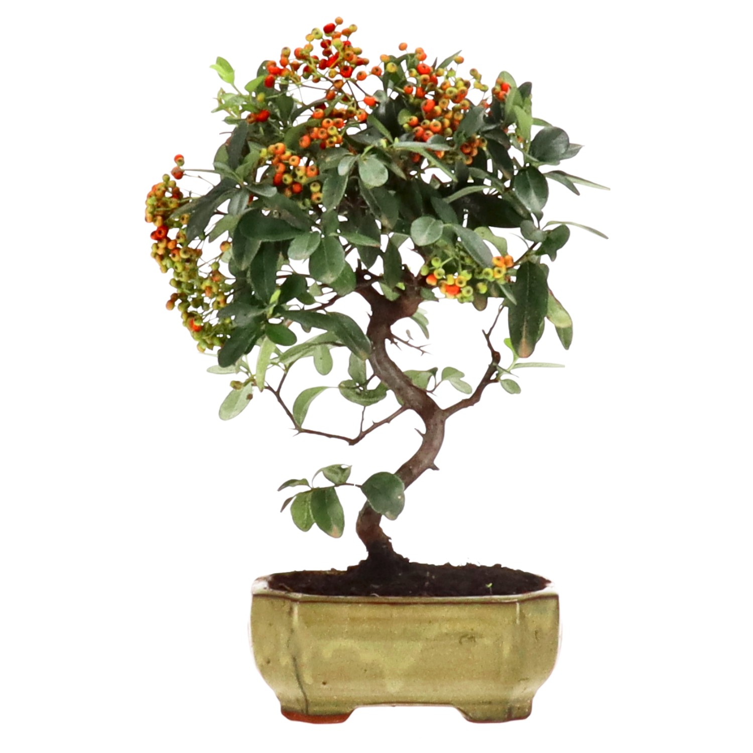 bonsai.fallbackImageTitle bonsai.fallbackImageTitle