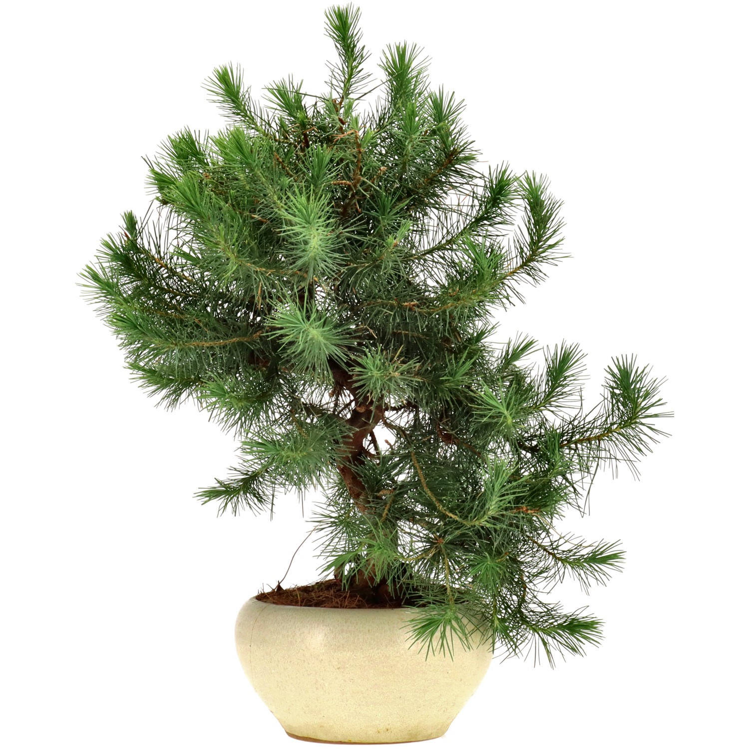 Pin d'Alep, env. 10 ans (34 cm)