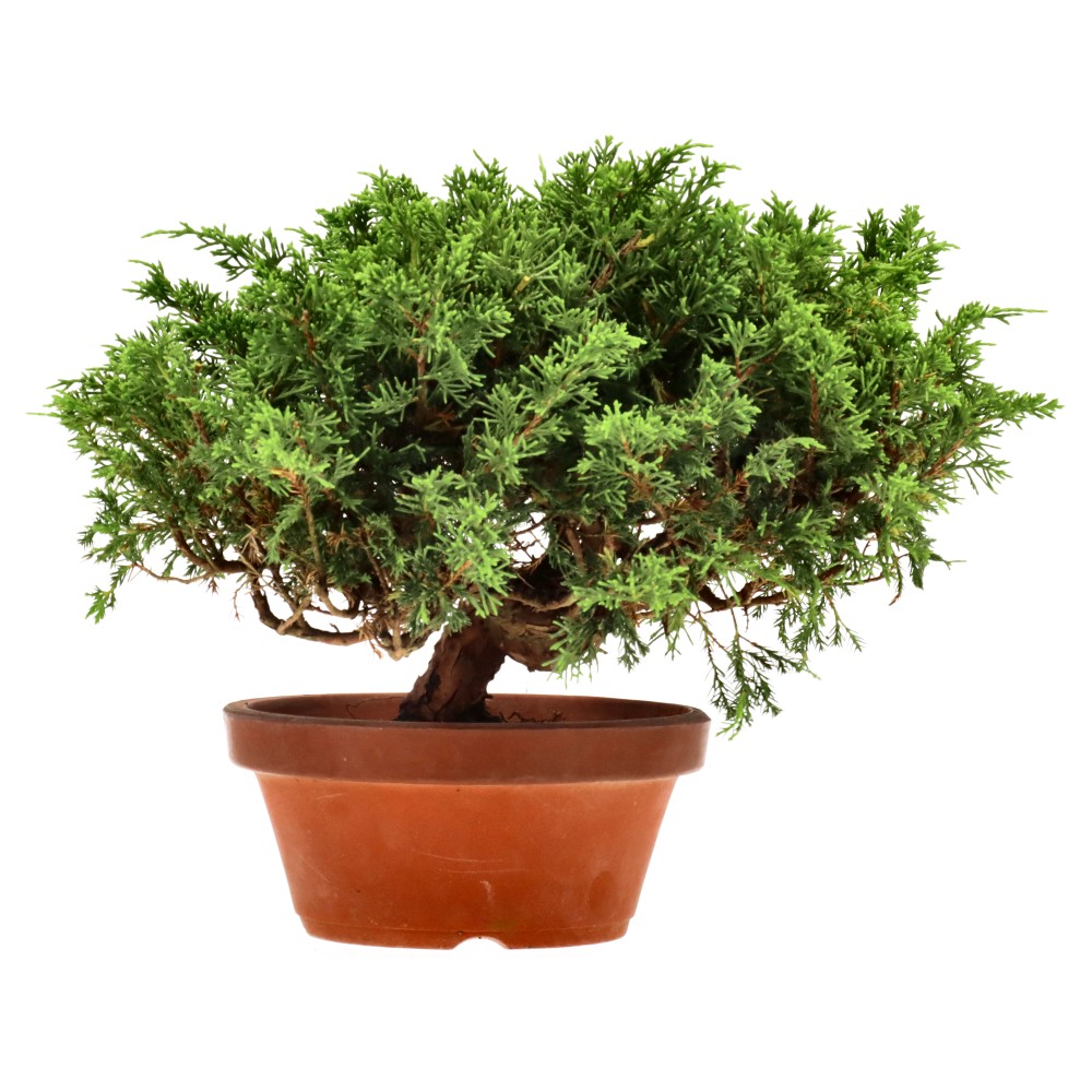 Genévrier de Chine, env. 20 ans (25 cm)