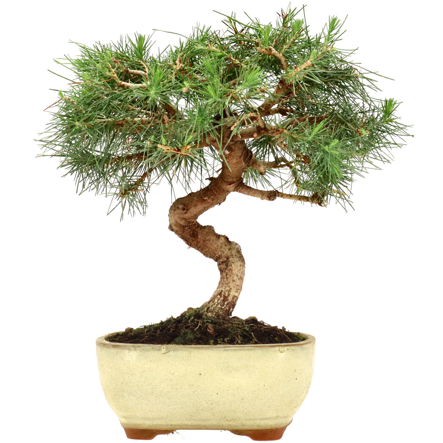 Aleppo pine, approx. 8 y. (24 cm)