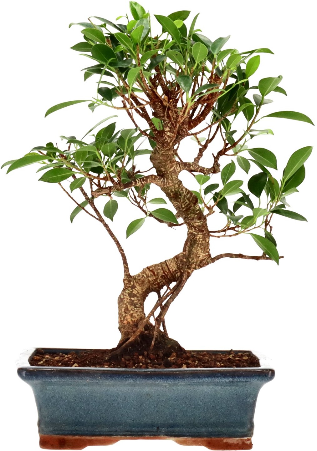 [Z009] Ficus Retusa, ca. 14 anni