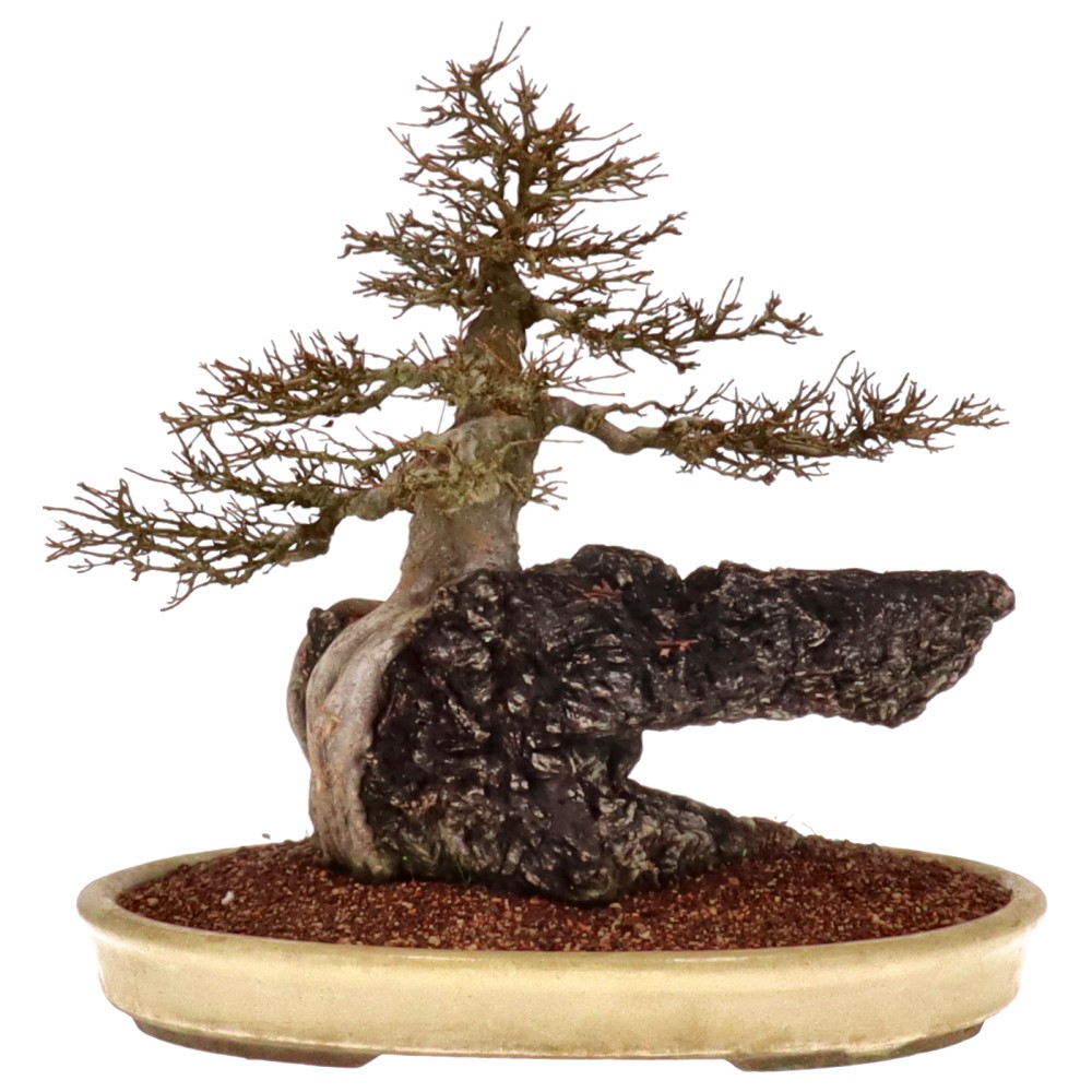 bonsai.fallbackImageTitle bonsai.fallbackImageTitle