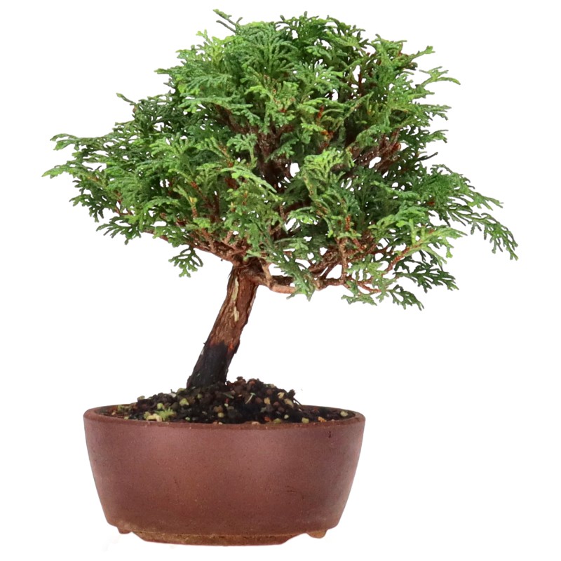 bonsai.fallbackImageTitle bonsai.fallbackImageTitle