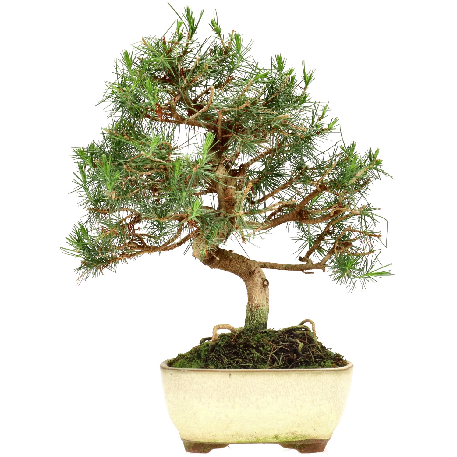 Aleppo pine, approx. 8 y. (29 cm)