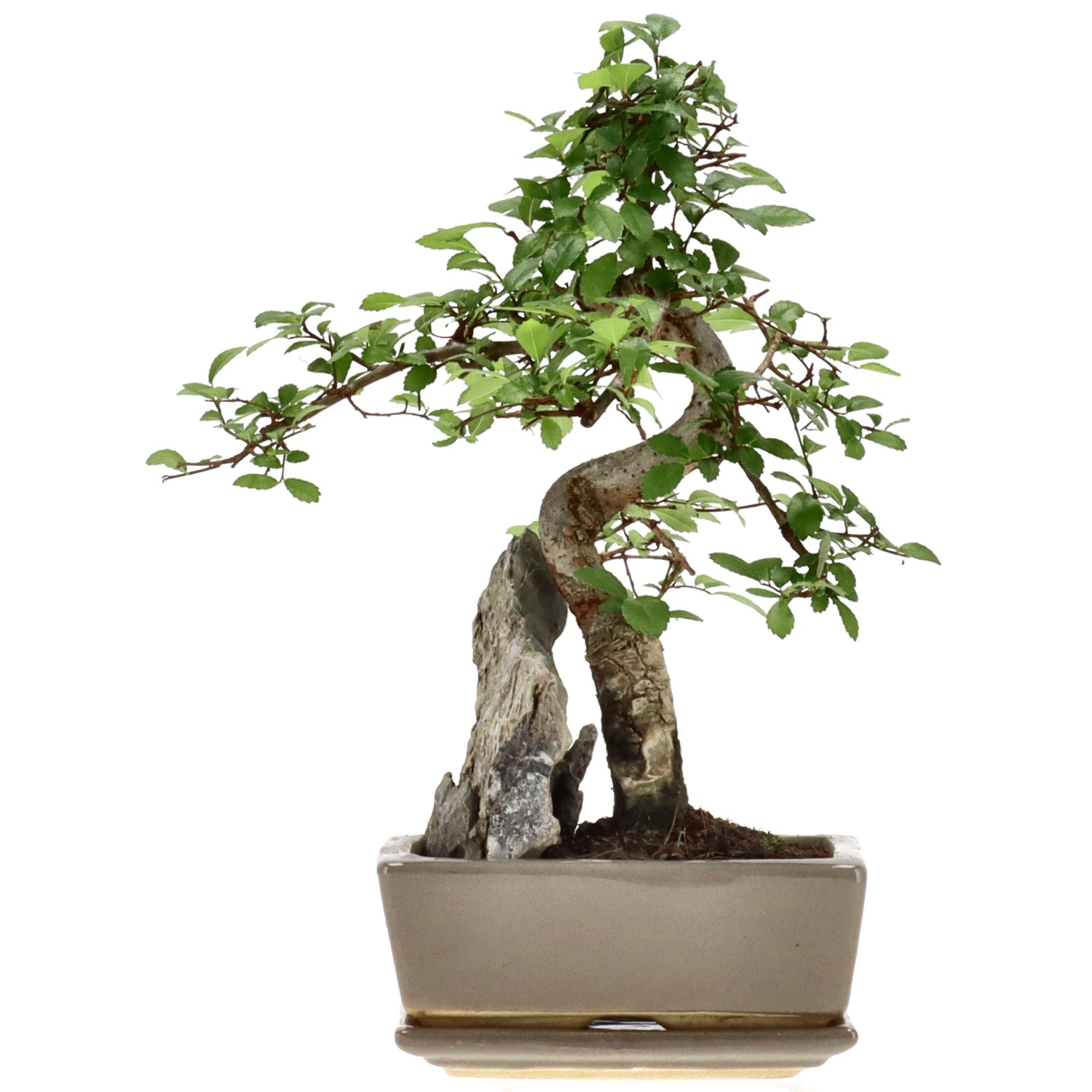 Chin. Ulme, mU., ca. 8 J. (25 cm)