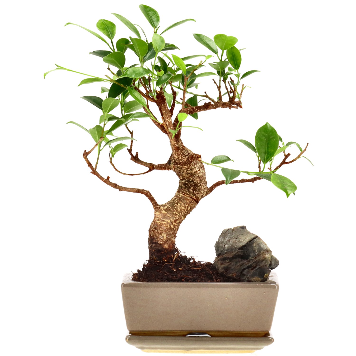 Chin. Feigenbaum (Retusa), mU., ca. 7 J. (24 cm)