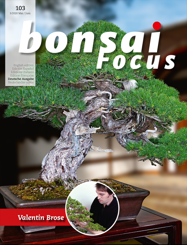Bonsai-Focus 2020 (103), Mai/Juni Bonsai-Focus 2020 (103), Mai/Juni