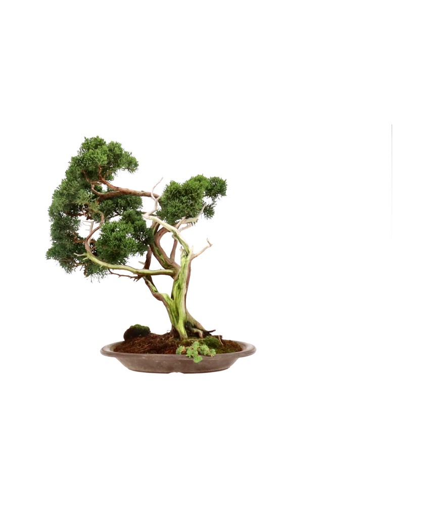 bonsai.fallbackImageTitle bonsai.fallbackImageTitle