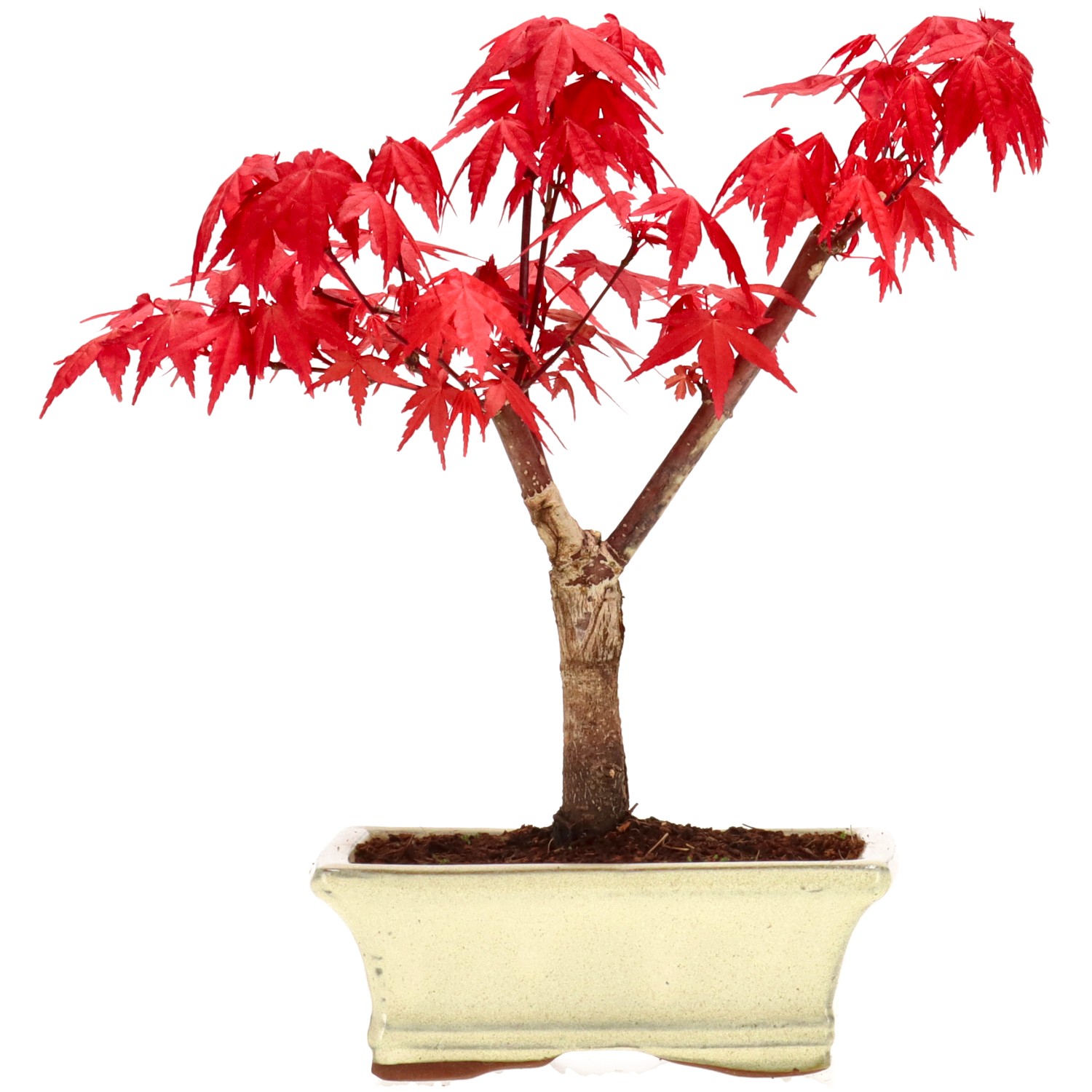 Jap. Fächerahorn (Deshojo), veredelt, ca. 7 J. (21 cm)