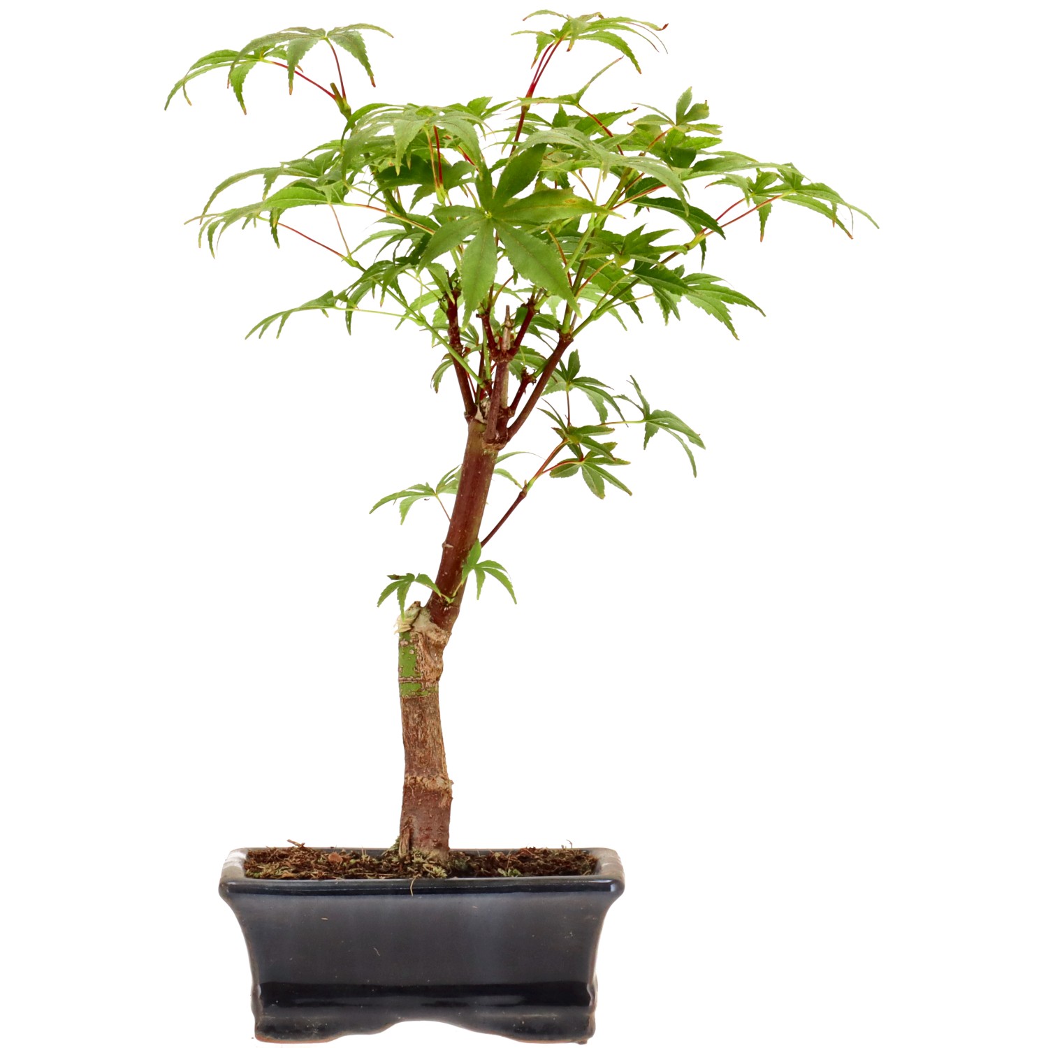 Jap. Maple (Deshojo), approx. 7 y. (27 cm)